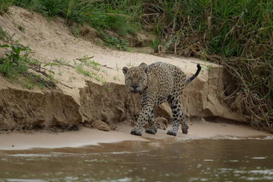 Older, adult jaguar walking on the edge of the river
