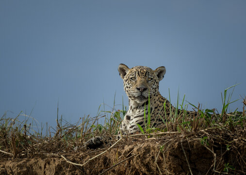Jaguar resting on a hillside in the grass