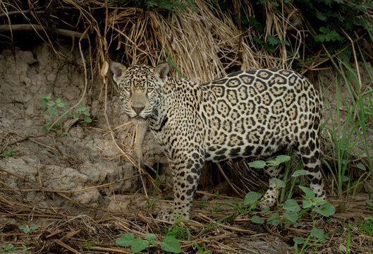 Jaguar stops to look at the camera