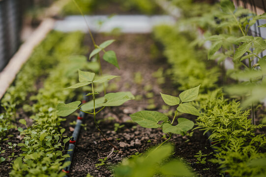 View of young bean plants growing in a garden bed with an irrigation system in Puerto Viejo de Talamanca, Limon Province, Costa Rica.