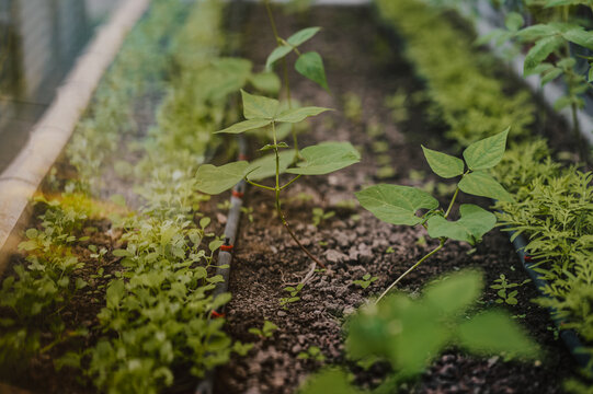 View of young bean plants growing in a garden bed with irrigation tubing and rich soil in Puerto Viejo de Talamanca, Limon Province, Costa Rica.