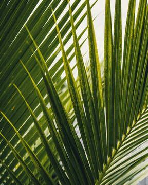 View of a vibrant green palm leaf with detailed fronds and natural textures in Puerto Viejo de Talamanca, Limon Province, Costa Rica.