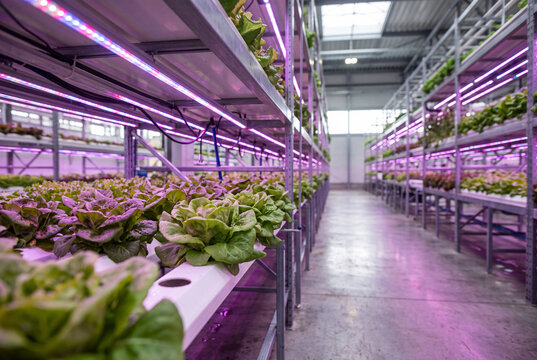 Indoor hydroponic lettuce farm under LED lights