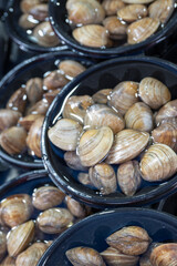 Fresh raw clams soaked in clean water bowls displayed for sale at traditional Korean outdoor five day market. © 완수 안