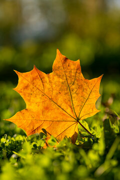 Yellow maple leaf on green grass in city park, early autumn season