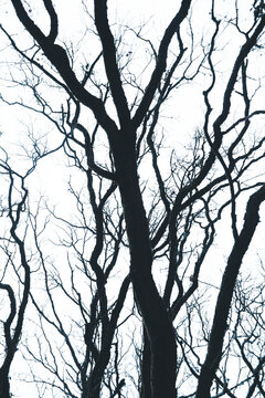 View of the intricate silhouette of bare tree branches against a bright overcast sky in Keila-Joa, Harju County, Estonia.