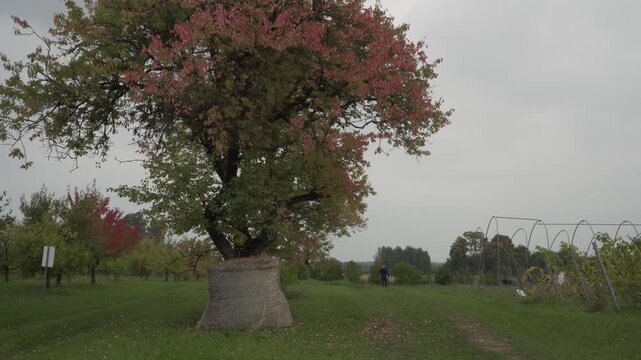 A gardener walks through an autumn orchard under overcast skies. Colorful tree foliage and greenhouse frames highlight the late-season setting.