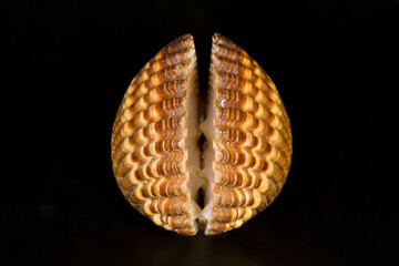 Acanthocardia tuberculata shell bivalve mollusk shell, family Cardiidae (commonly known as a cockle or heart shell), featuring prominent radial ribs and brownish-tan chevron or mottled patterns © antasfoto
