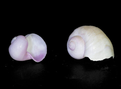 shells of a purple sea snail, likely Janthina species (such as Janthina janthina or a related violet snail in the family Epitoniidae)