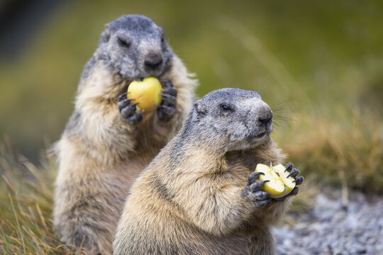 View of two marmots eating apple slices in a grassy meadow in Nationalpark Hohe Tauern, Matrei in Osttirol, Tirol, Austria.