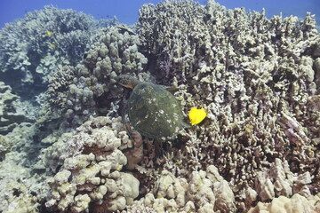 Green sea turtle swimming above a coral reef near the coast of Hawaii © willtu