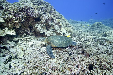 Green sea turtle swimming above a coral reef near the coast of Hawaii © willtu