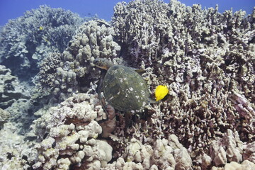 Green sea turtle swimming above a coral reef near the coast of Hawaii © willtu