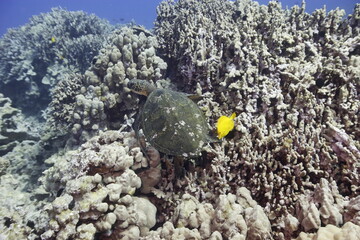 Green sea turtle swimming above a coral reef near the coast of Hawaii © willtu