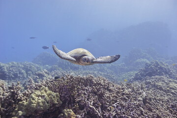 Green sea turtle swimming above a coral reef near the coast of Hawaii © willtu