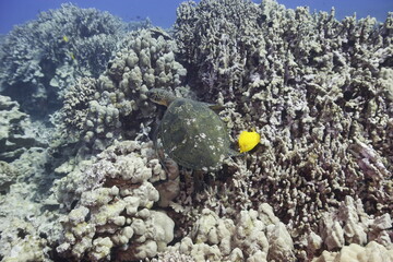Green sea turtle swimming above a coral reef near the coast of Hawaii © willtu
