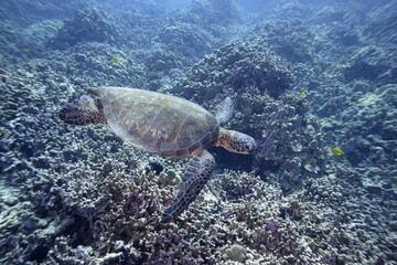 Green sea turtle swimming above a coral reef near the coast of Hawaii © willtu