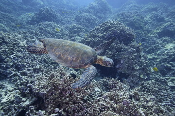 Green sea turtle swimming above a coral reef near the coast of Hawaii © willtu