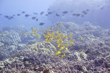 Fish swimming over a coral reef near Hawaii © willtu