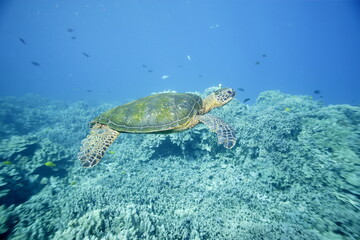 Green sea turtle swimming above a coral reef near the coast of Hawaii © willtu