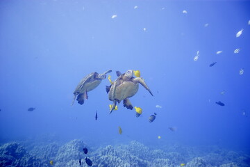 Green sea turtle swimming above a coral reef near the coast of Hawaii © willtu