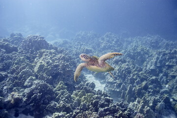 Green sea turtle swimming above a coral reef near the coast of Hawaii © willtu