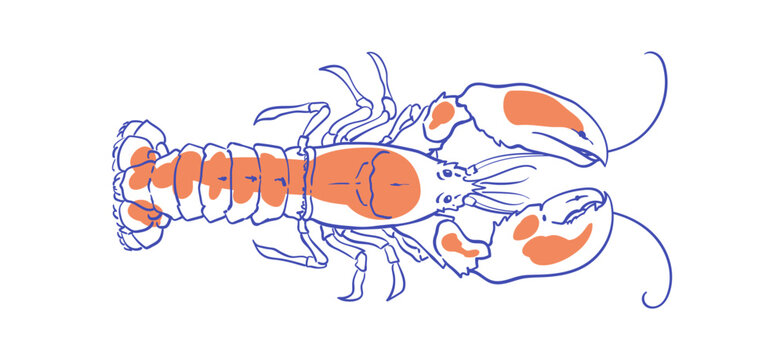 Cute lobster cartoon icon in simple seafood doodle style with bold outline and coquette character look on white background. Hand drawn lobster illustration and crustacean shellfish graphic for food