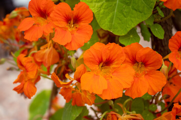 Floreas anaranjadas © GABRIELA