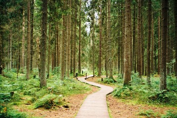 Fototapeta premium Winding Wooden Boardwalk Leading Through Dense Evergreen Forest 