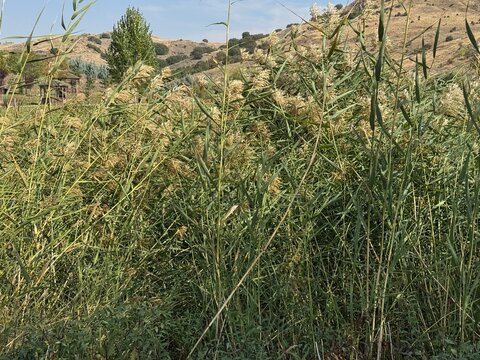 Reeds (Phragmites australis) along the shore. Close-up of reed plants swaying in the breeze against a backdrop of hills and a blue sky with soft clouds natural wetland landscape background.