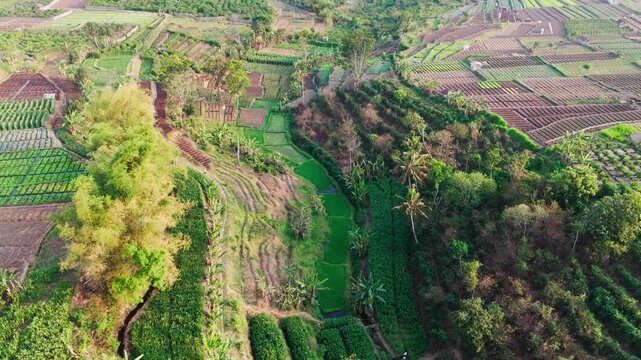 Aerial view of lush green terraced agricultural fields and rural landscape in Batu, East Java, Indonesia.