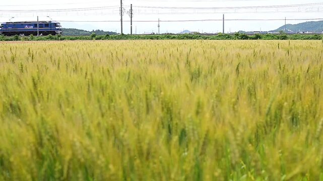 麦秋の湖国を走るEF210牽引の貨物列車 （東海道本線 安土 - 近江八幡, 2026年5月）