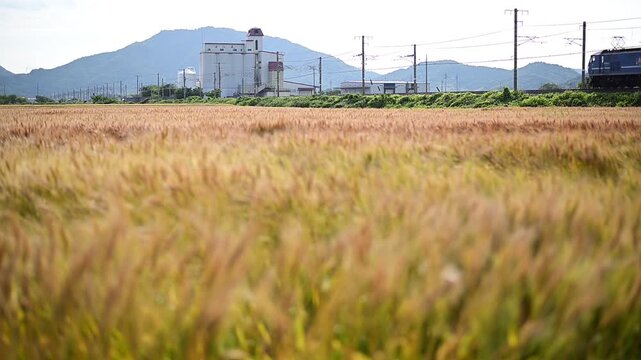 麦秋の湖国を走るEF210牽引の貨物列車 （東海道本線 安土 - 近江八幡, 2026年5月）