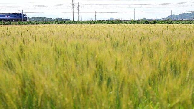 麦秋の湖国を走るEF210牽引の貨物列車 （東海道本線 安土 - 近江八幡, 2026年5月）