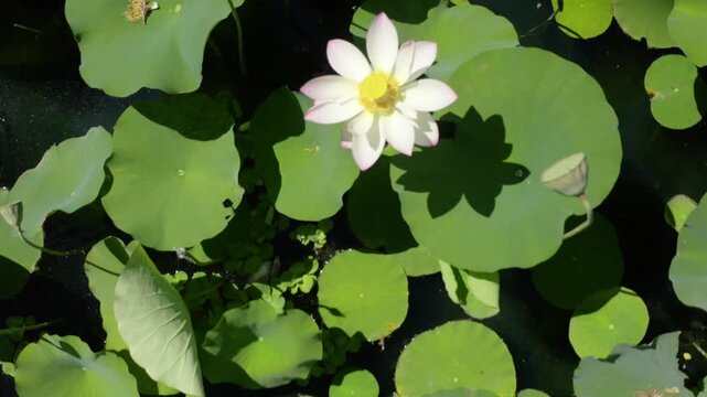 Top Down Aerial Reveal of Lotus Flower Among Lily Pads at Echo Park