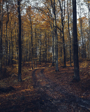 View of a forest path covered in autumn leaves surrounded by tall trees in Poland.