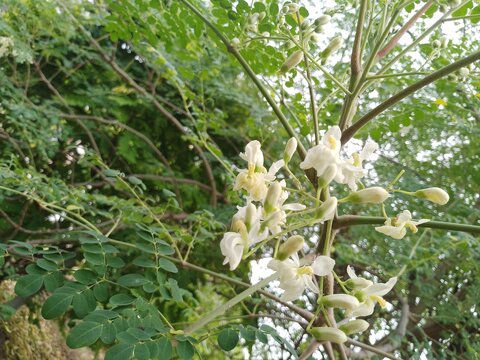 Blooming white moringa flowers and young green leaves on a tree branch