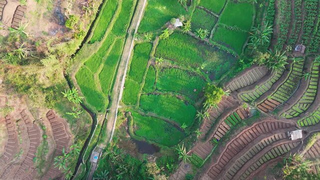 Aerial view of vibrant green rice terraces and cultivated fields in the rural landscape of Batu, East Java, Indonesia.