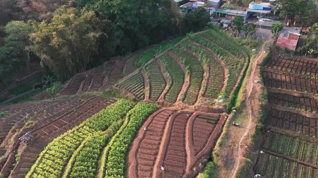 Aerial view of lush green terraced vegetable fields on a hillside with dirt paths and surrounding trees in Batu, East Java, Indonesia.