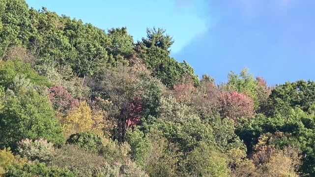Zoom lanes close up mountain tree tops leaves in the wind, golden fall background video, moving tree crowns in the wind abstract natural pattern, selective focus bokeh