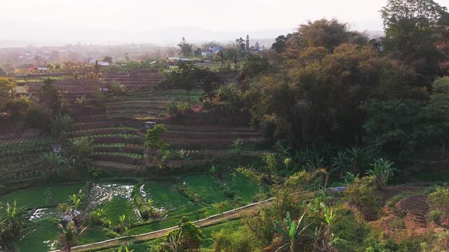 Aerial view of lush green terraced rice fields nestled among hills and tropical trees in the rural landscape of Batu, East Java, Indonesia.