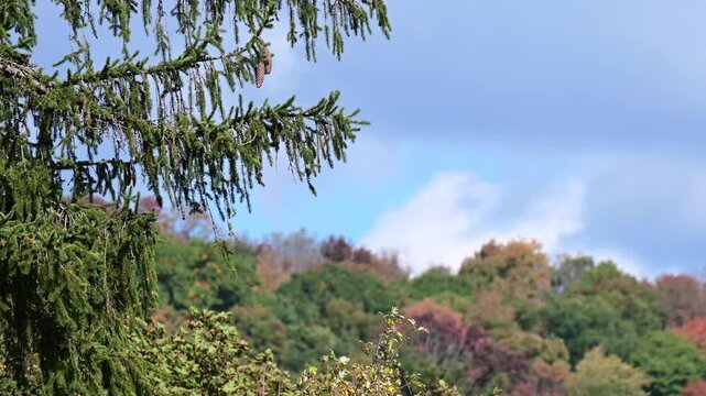 Zoom lanes close up mountain tree tops leaves in the wind, golden fall background video, moving tree crowns in the wind abstract natural pattern, selective focus bokeh