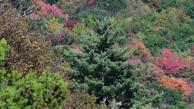 Zoom lanes close up mountain tree tops leaves in the wind, golden fall background video, moving tree crowns in the wind abstract natural pattern, selective focus bokeh