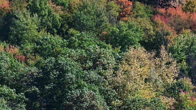 Zoom lanes close up mountain tree tops leaves in the wind, golden fall background video, moving tree crowns in the wind abstract natural pattern, selective focus bokeh