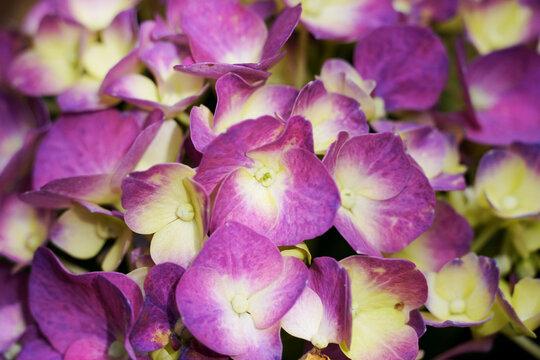 Close-up of a cluster of hydrangeas (Hydrangea macrophylla), characterized by petals in shades of violet and purple and cream or greenish centers.