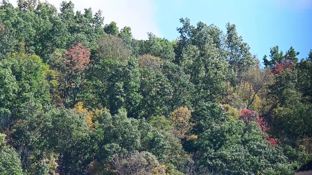 Zoom lanes close up mountain tree tops leaves in the wind, golden fall background video, moving tree crowns in the wind abstract natural pattern, selective focus bokeh