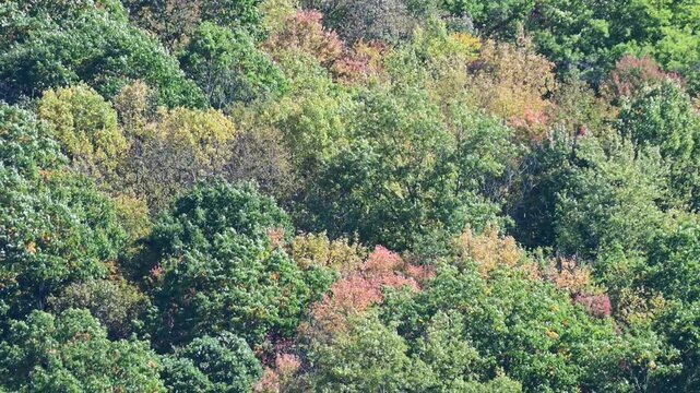 Zoom lanes close up mountain tree tops leaves in the wind, golden fall background video, moving tree crowns in the wind abstract natural pattern, selective focus bokeh
