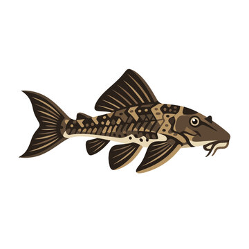 Plecostomus Catfish Illustration