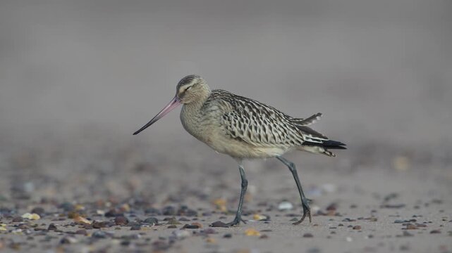 Black-tailed Godwit, Limosa limosa, bird on sand, Devon, England, United Kingdom