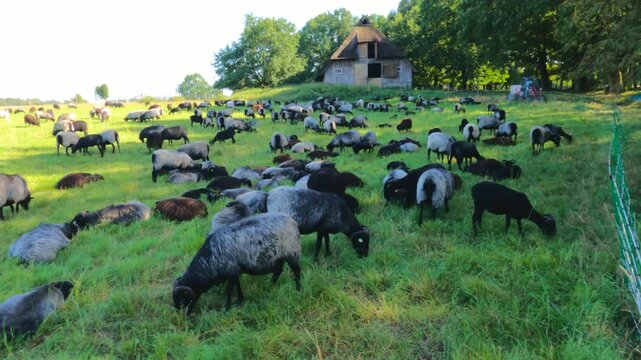 Sheep, Heidschnucken, and goats grazing in front of sheepfold, Wilsede, L&uuml;neburg Heath, Lower Saxony, Germany